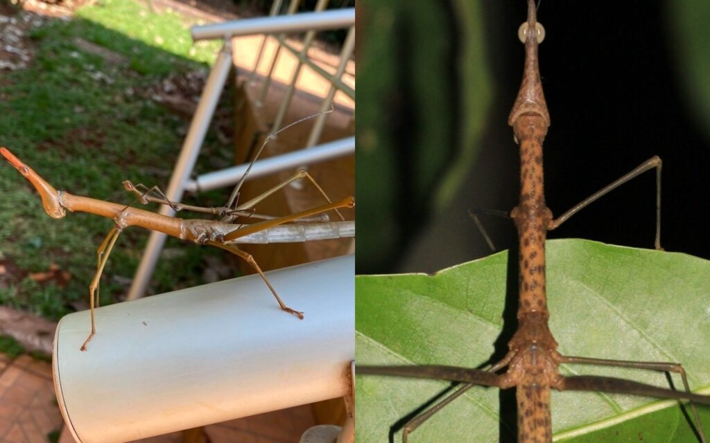 Descoberta na Amazônia: gafanhotos ganham nomes inspirados em toadas do Boi Garantido