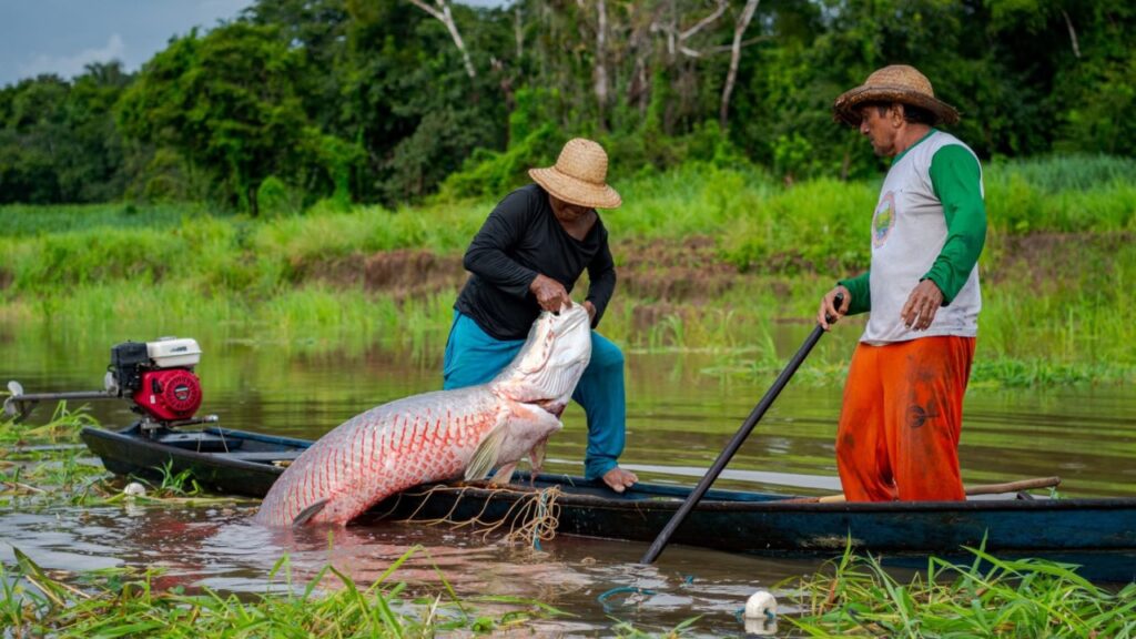 Três décadas de inovação: Reserva Mamirauá celebra 30 anos como modelo global de conservação na Amazônia