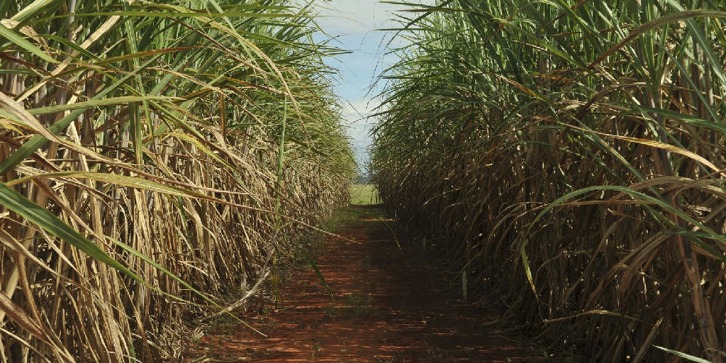 Eco Invest Brasil tem limite de remuneração elevado pelo CMN para atrair investimentos