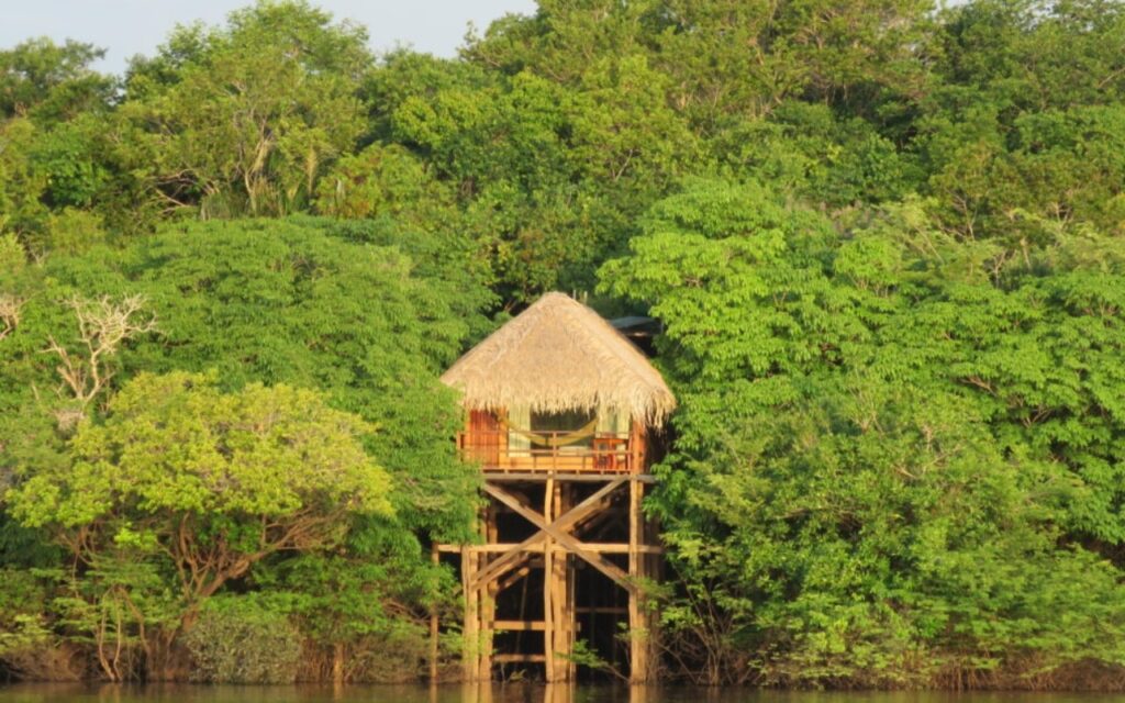 Hotéis de selva no Amazonas: descubra a imersão única da floresta em hospedagens e passeios