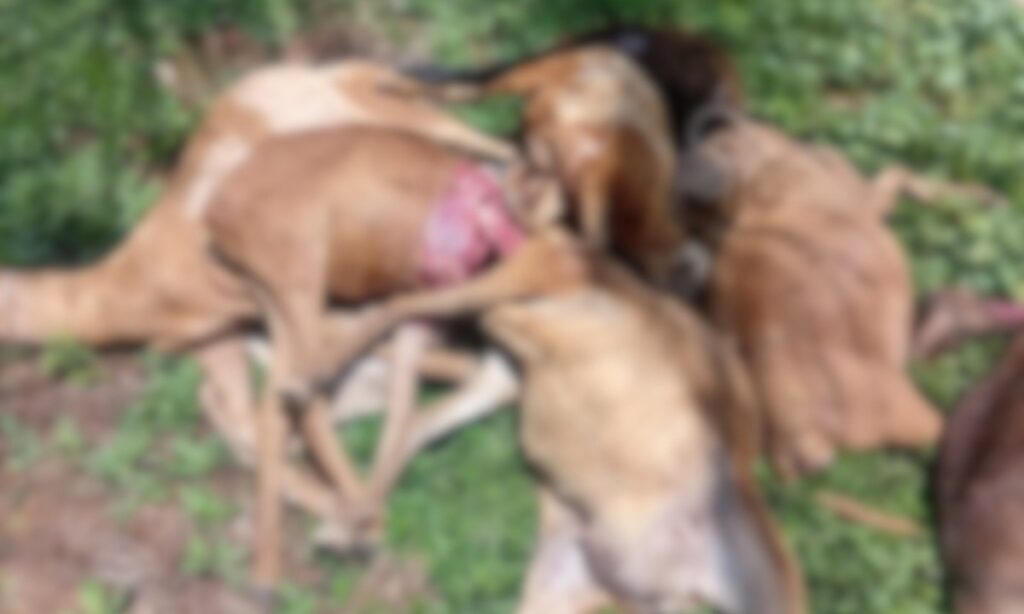 Onça ataca rebanho em campus do Ifam e causa morte de 11 animais no Amazonas