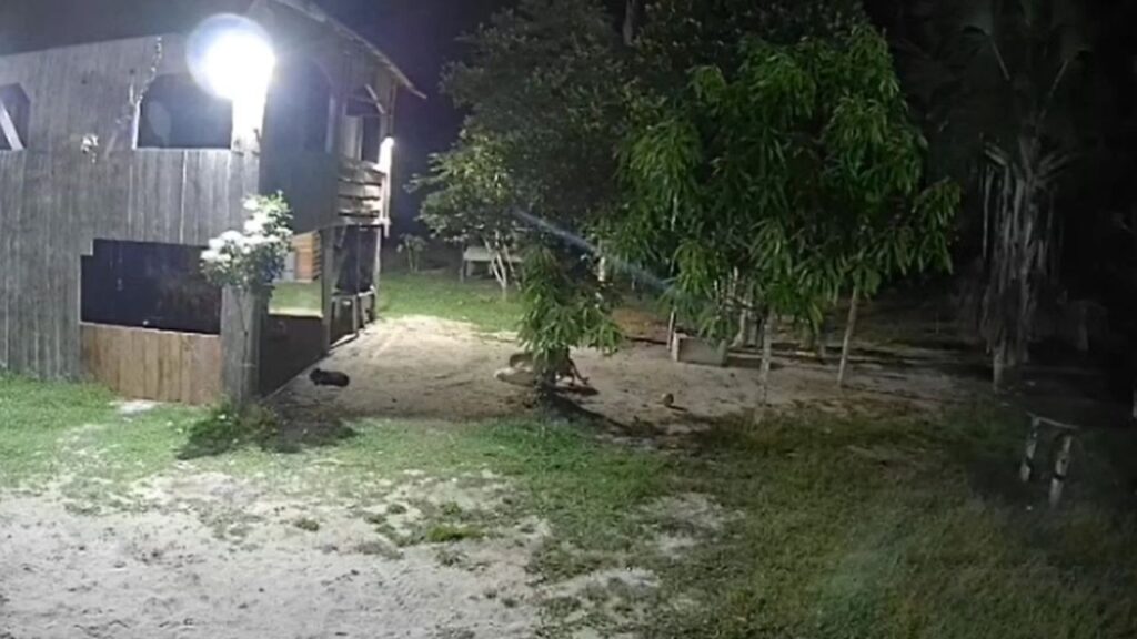 Onça-pintada surpreende cão em sítio no Amazonas e alerta para presença de felinos