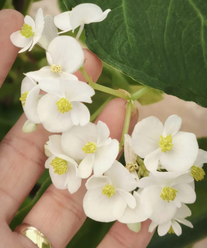 Pancs em Rondônia: o potencial nutritivo das plantas esquecidas que brotam no quintal