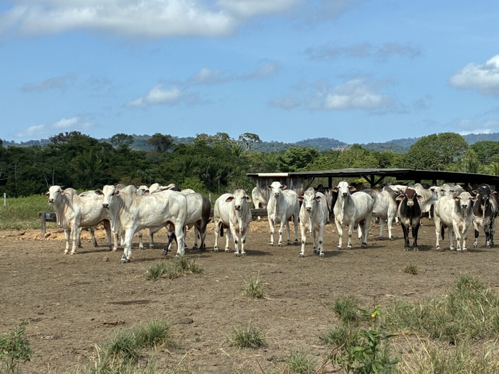 Pecuaristas de Roraima adotam estratégia de engorda no pasto para enfrentar a seca e impulsionar a produção