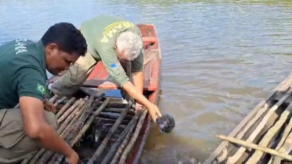 R$ 2 milhões em multas e centenas de quelônios resgatados em ação no Amazonas