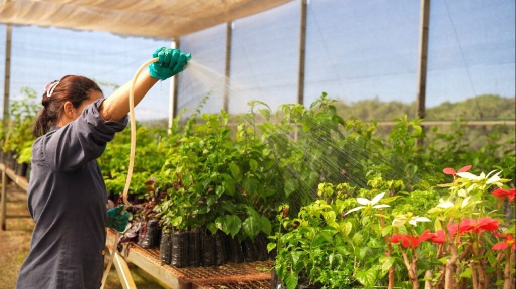 Tecnologia da Amazônia revoluciona monitoramento de mudas em projeto de restauração no Cerrado