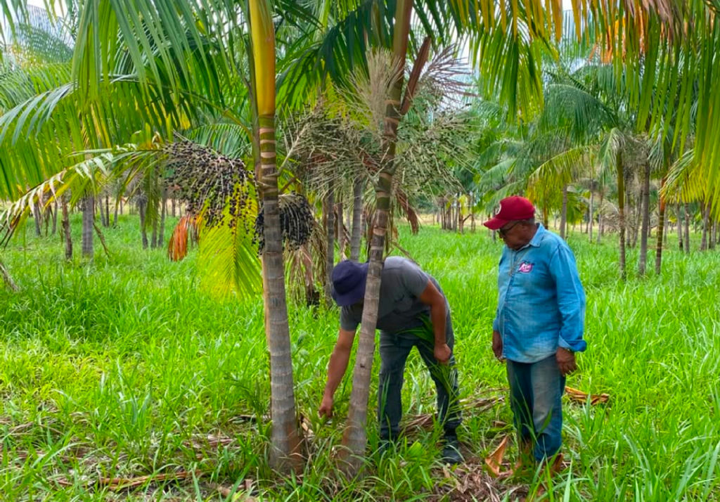 Açaí de Roraima busca selo de Indicação Geográfica para valorizar produção local