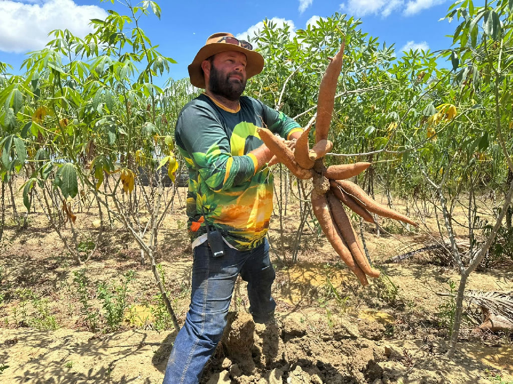 Amapá desenvolve mandioca resistente à vassoura-de-bruxa em estudo promissor