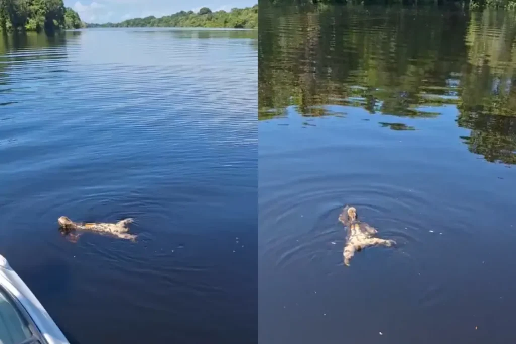 Bicho-preguiça surpreende turistas ao atravessar rio a nado no Amazonas