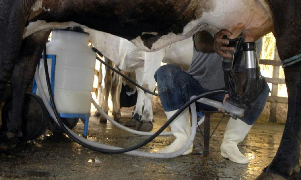 Brasil atinge marca histórica de 36,7 bilhões de litros de leite com alta produtividade em 2025