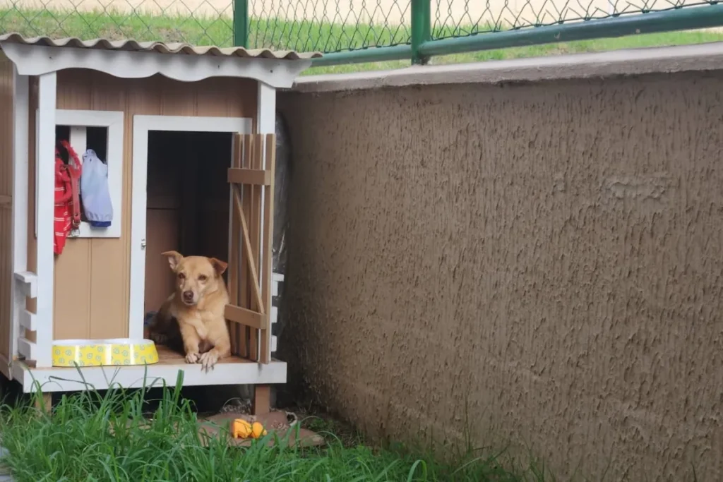 Cachorra ganha ventilador solar para enfrentar calor extremo em Manaus