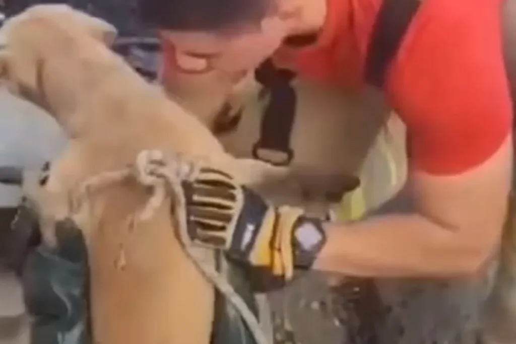 Cachorro é salvo pelo Corpo de Bombeiros após três dias preso em bueiro de Manaus