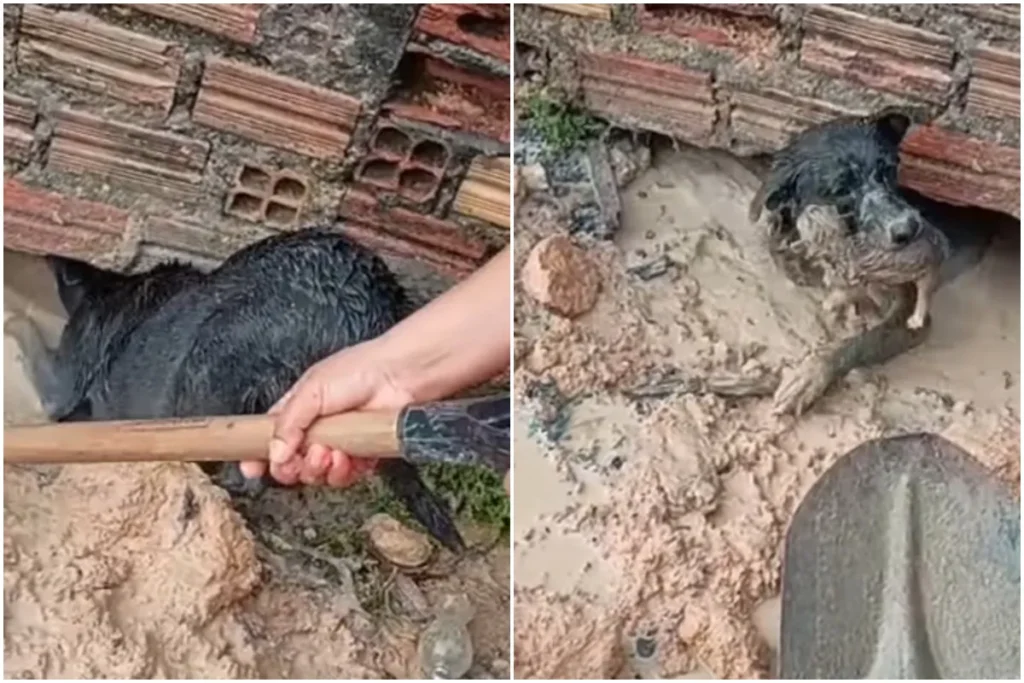 Cadela mobiliza resgate e salva filhotes presos em área alagada durante chuva em Manaus