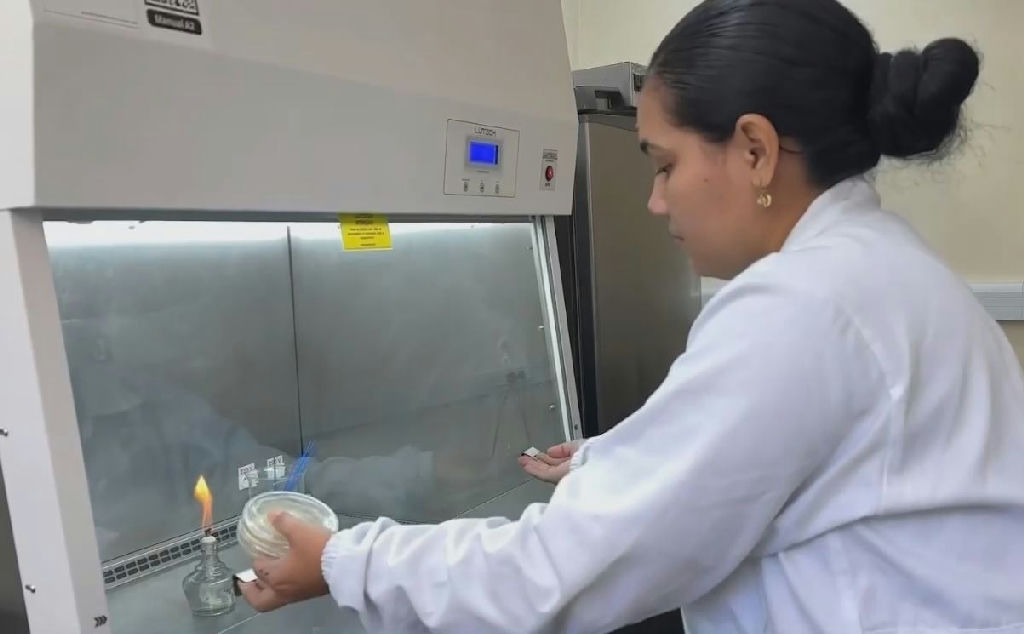 Embrapa intensifica busca por solução contra praga da mandioca no Amapá