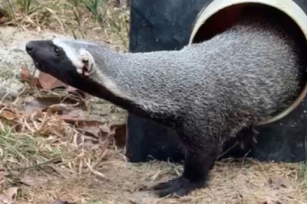 Furão-da-amazônia resgatado em Manaus após sete meses como pet ilegal em residência