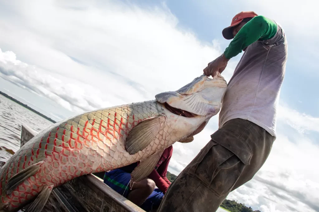 Logística e crédito são os gargalos para a bioeconomia na Amazônia