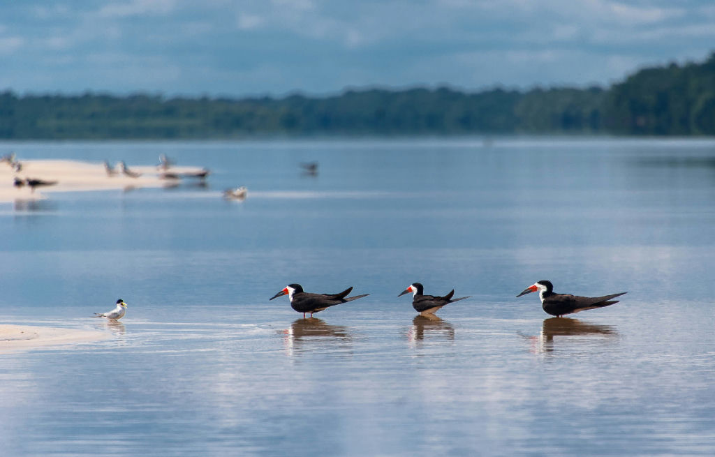 Paraísos amazônicos: cinco destinos para observação de aves e fauna nativa