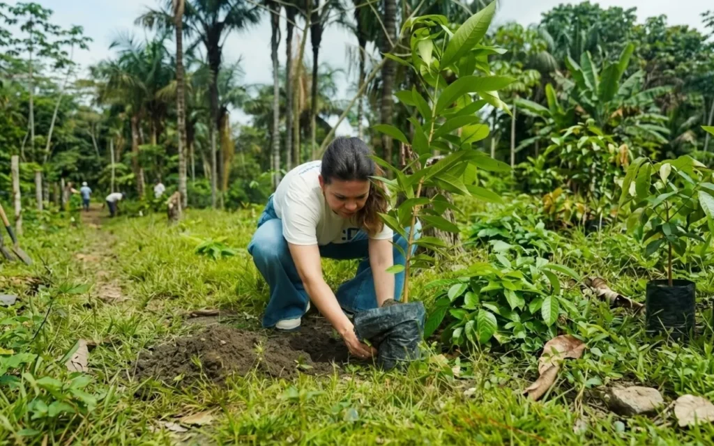 Plantio na Amazônia: Fundação Rede Amazônica supera metas e recupera 1,5 mil m² de áreas degradadas