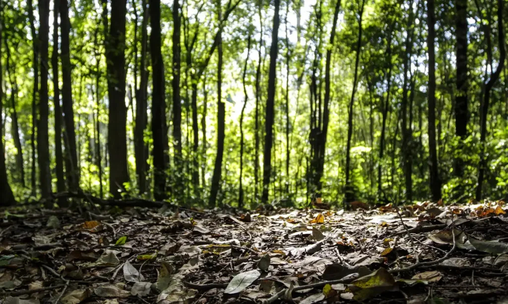 Setor florestal brasileiro celebra recorde de R$ 47,9 bilhões em 2025, impulsionado por plantios