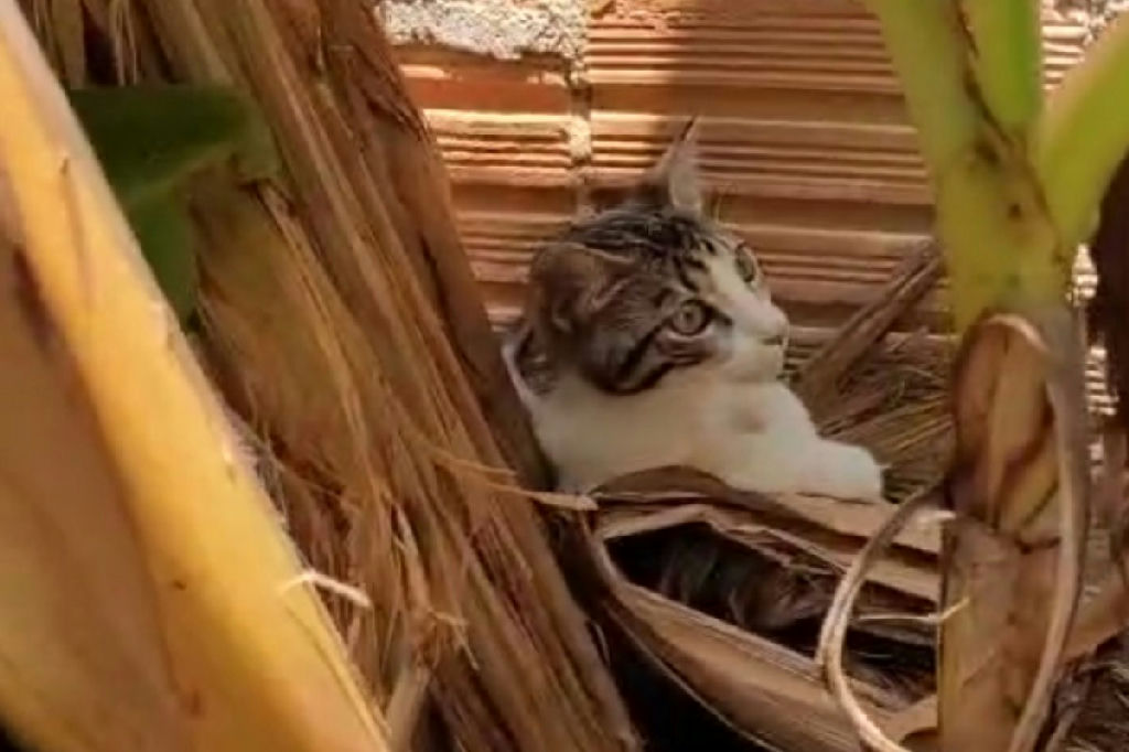 Trio é preso em Itacoatiara por maus-tratos contra gato jogado em quintal com cães