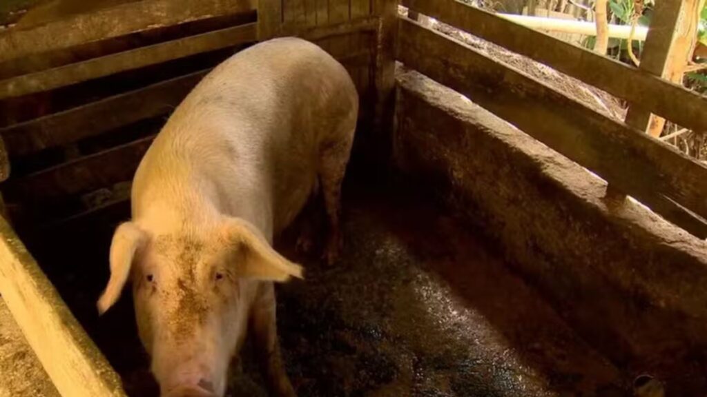 Amapá busca selo internacional de área livre de peste suína