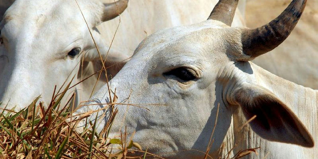 China impõe tarifa de 67% à carne brasileira após esgotamento de cota anual