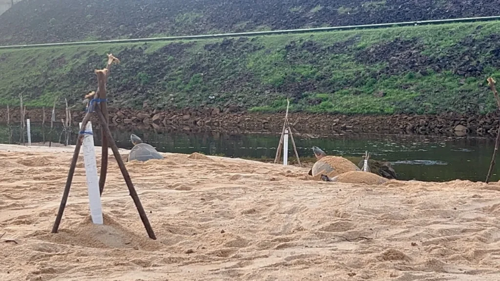 Conservação no Amazonas: Projeto Quelônios de Balbina registra 13 ninhos em praias artificiais