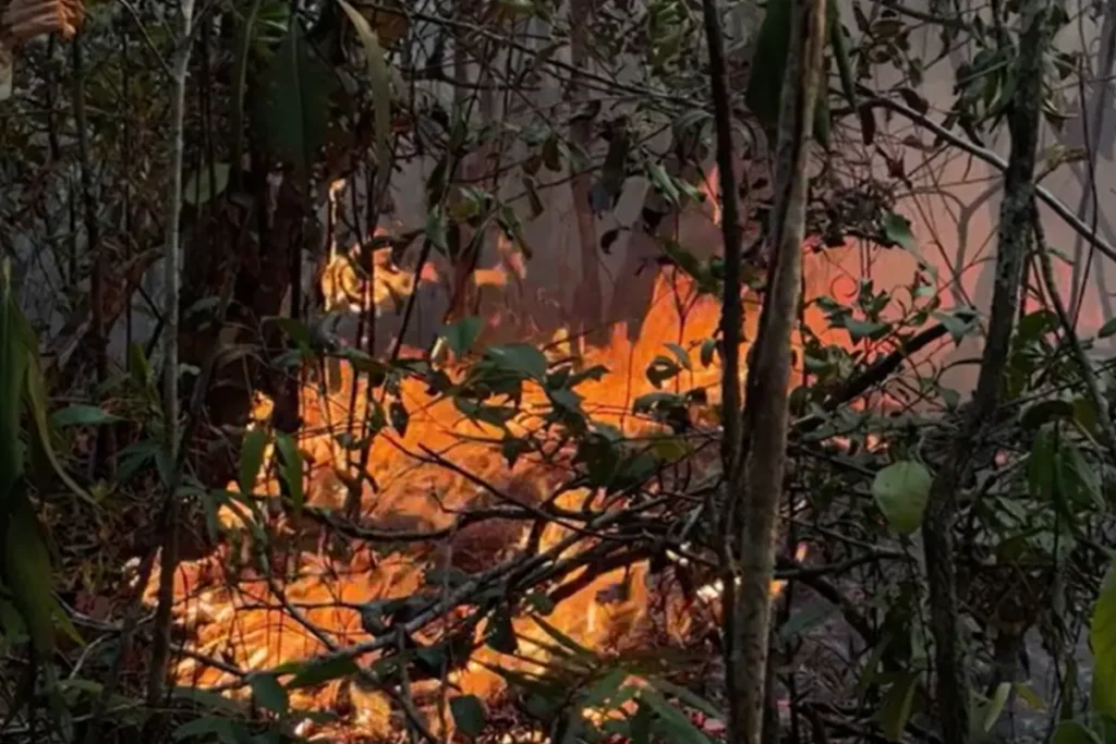 Fogo em Itacoatiara consome plantações e põe moradias em risco após duas semanas de avanço