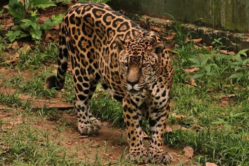 Manaus tem a onça-pintada mais longeva do mundo em cativeiro, reconhecida pelo Guinness