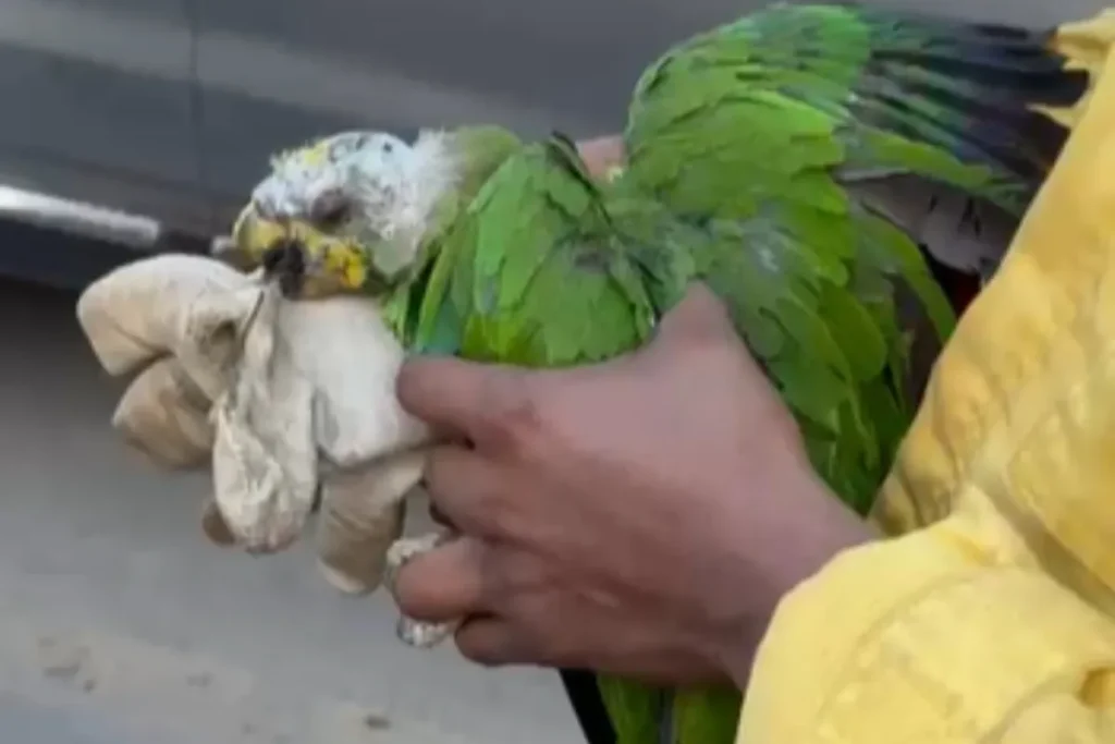 Papagaio ferido por queimadas é salvo por equipes no interior do Amazonas
