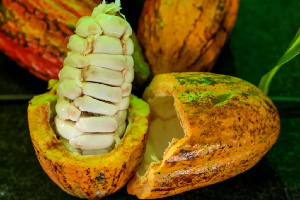 Rondônia emplaca seis produtores na final do Concurso Nacional de Cacau Especial