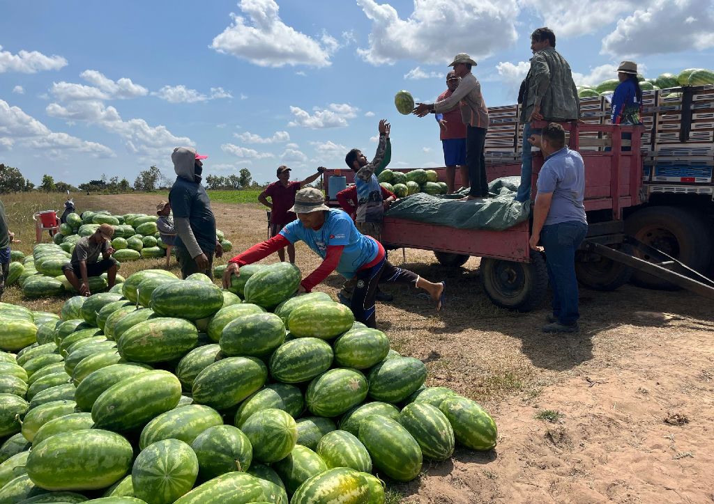 Sucesso no campo: agricultora de Boa Vista multiplica produção de melancia em Roraima