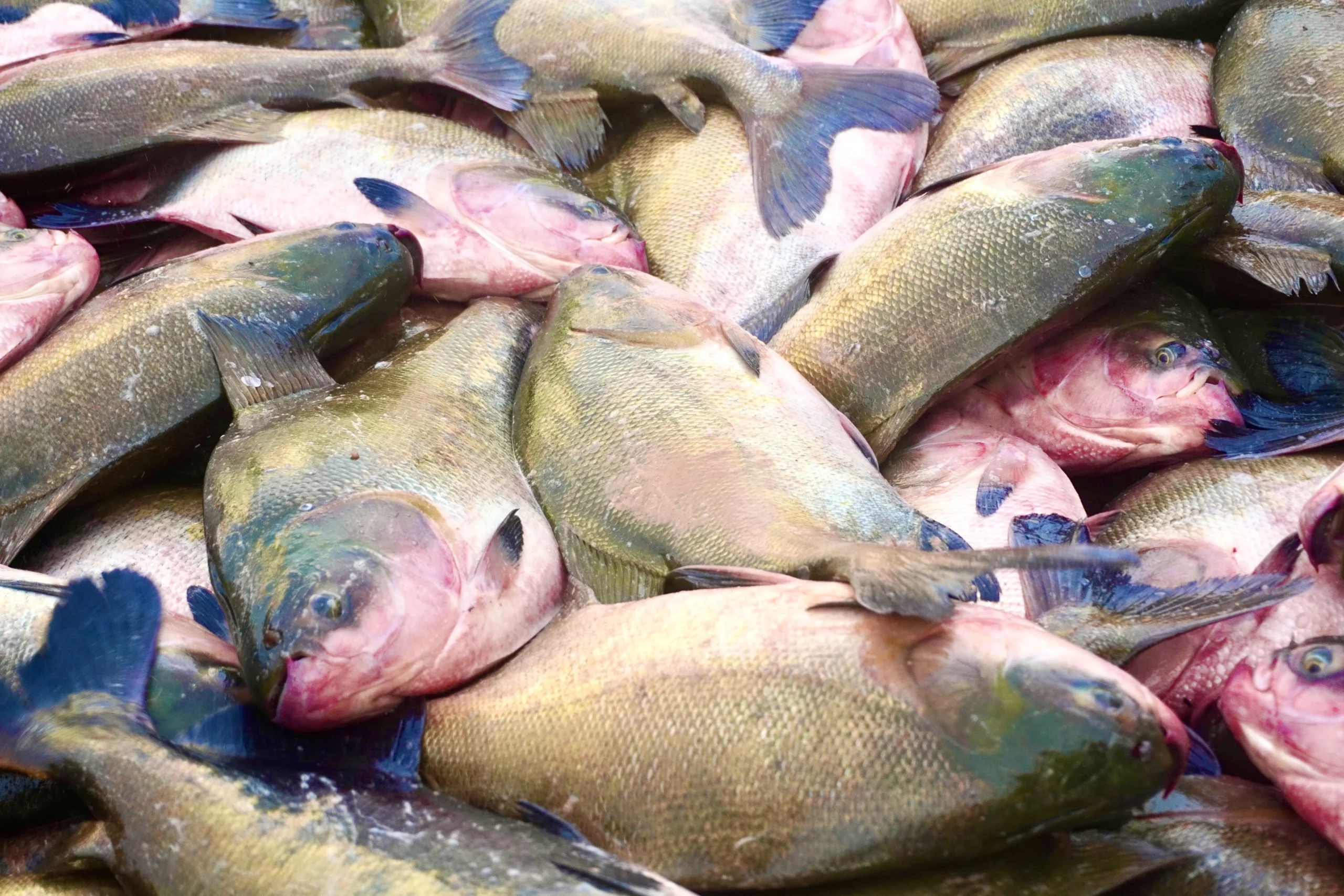 Tambaqui continua liberado para pesca e venda no Amazonas