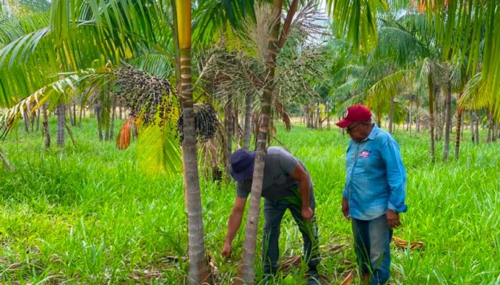Açaí de Roraima busca selo de Indicação Geográfica para valorizar produção local