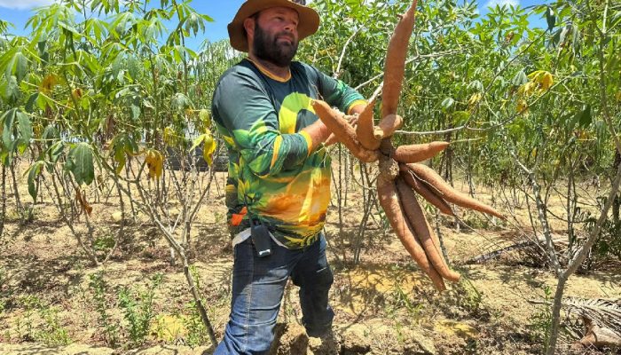 Amapá desenvolve mandioca resistente à vassoura-de-bruxa em estudo promissor