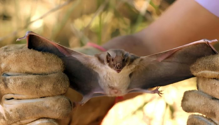 Amapá em alerta: Diagro intensifica combate à raiva transmitida por morcegos hematófagos