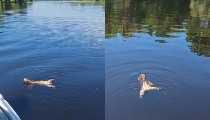 Bicho-preguiça surpreende turistas ao atravessar rio a nado no Amazonas