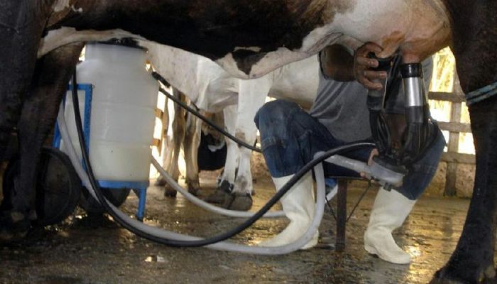 Brasil atinge marca histórica de 36,7 bilhões de litros de leite com alta produtividade em 2025