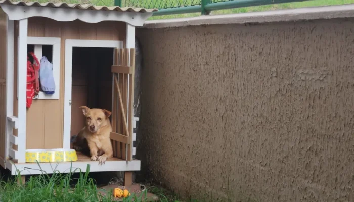 Cachorra ganha ventilador solar para enfrentar calor extremo em Manaus