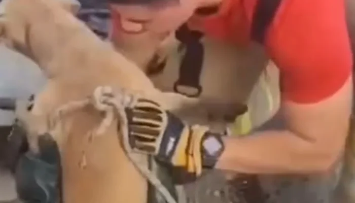 Cachorro é salvo pelo Corpo de Bombeiros após três dias preso em bueiro de Manaus