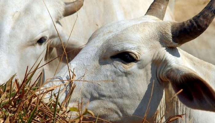 China impõe tarifa de 67% à carne brasileira após esgotamento de cota anual