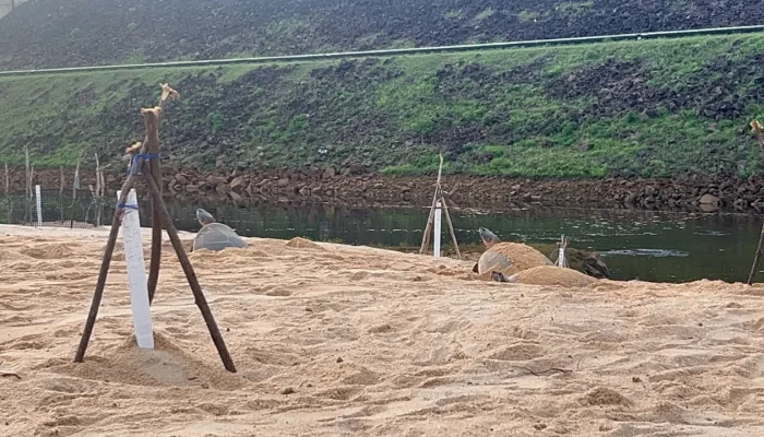 Conservação no Amazonas: Projeto Quelônios de Balbina registra 13 ninhos em praias artificiais