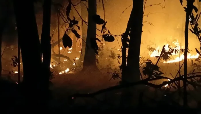 Defensoria do Amazonas cobra PGR por ações urgentes contra avanço das queimadas