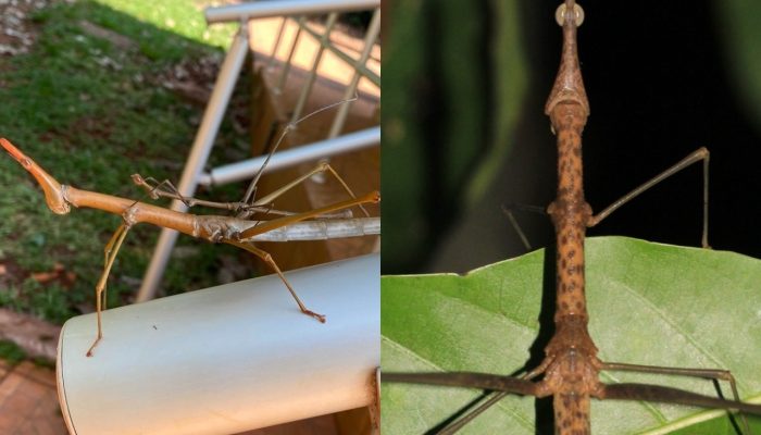 Descoberta na Amazônia: gafanhotos ganham nomes inspirados em toadas do Boi Garantido