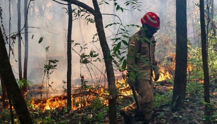 Divergência sobre apoio federal para queimadas no Amazonas: estado solicitou e dispensou brigadistas