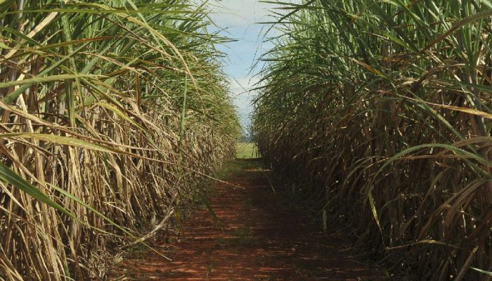 Eco Invest Brasil tem limite de remuneração elevado pelo CMN para atrair investimentos