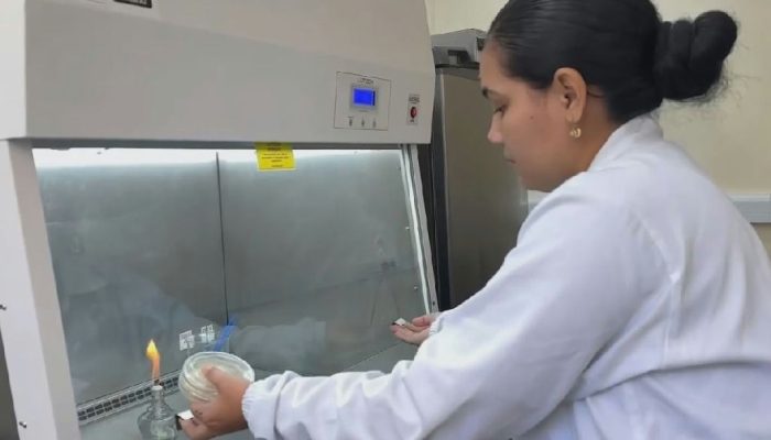 Embrapa intensifica busca por solução contra praga da mandioca no Amapá