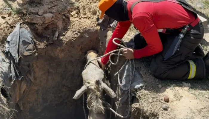 Equipe de bombeiros resgata égua presa em fossa de quatro metros em Parintins