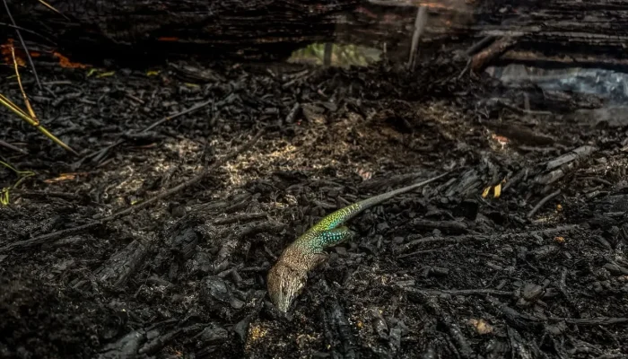 Fogo em Canaçari, Itacoatiara, devasta 1,3 mil hectares por 20 dias e prejudica qualidade do ar