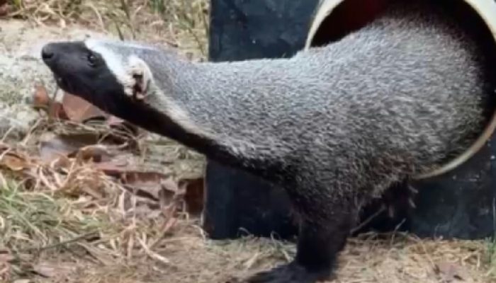Furão-da-amazônia resgatado em Manaus após sete meses como pet ilegal em residência